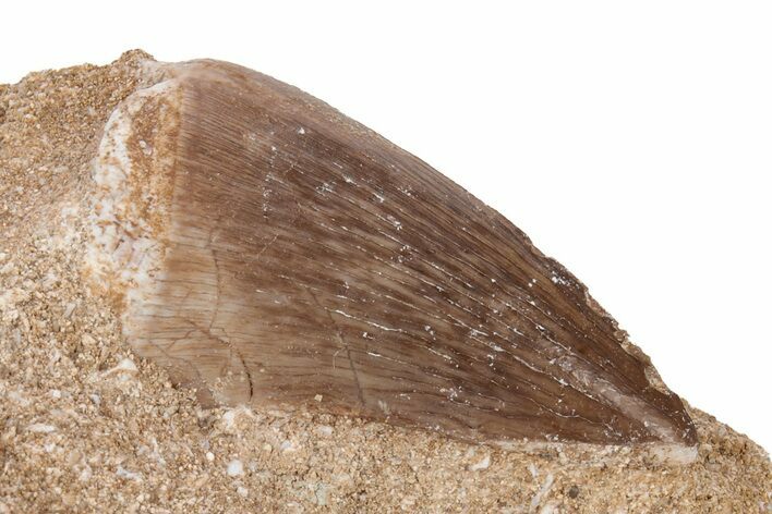 Mosasaur (Prognathodon) Tooth In Rock - Morocco #217463